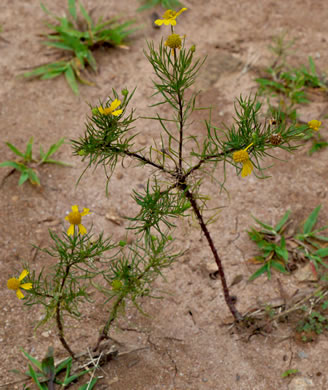 image of Helenium amarum, Bitterweed, Yellow Sneezeweed, Bitter Sneezeweed