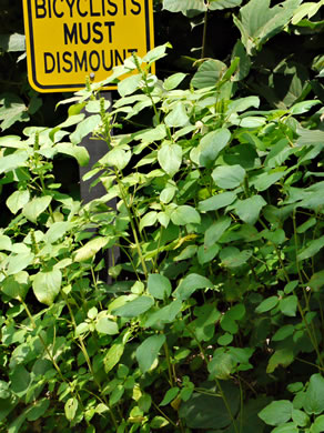 image of Acalypha ostryifolia, Pineland Threeseed Mercury, Hophornbeam Copperleaf, Roughpod Copperleaf