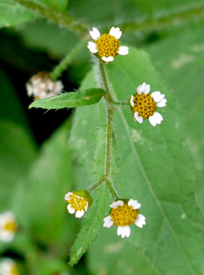 image of Galinsoga quadriradiata, Common Peruvian-daisy, Gallant Soldiers, Fringed Quickweed