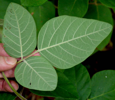 image of Desmodium viridiflorum, Velvety Tick-trefoil, Velvety Tick-clover