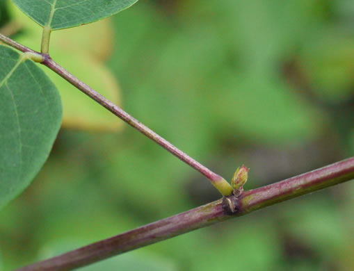 image of Desmodium laevigatum, Smooth Tick-trefoil