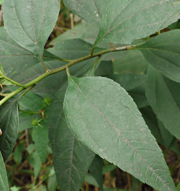 image of Helianthus decapetalus, Thinleaf Sunflower, Forest Sunflower