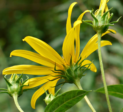 image of Helianthus decapetalus, Thinleaf Sunflower, Forest Sunflower