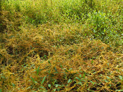 image of Cuscuta gronovii, Common Dodder, Swamp Dodder