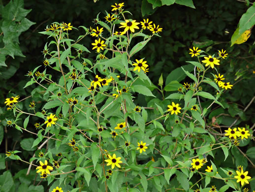 image of Rudbeckia triloba var. triloba, Common Three-lobed Coneflower, Brown-eyed Susan, Thin-Leaved Coneflower