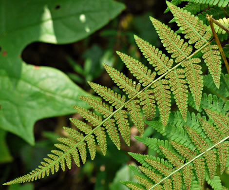 image of Macrothelypteris torresiana, Mariana Maiden-fern, Swordfern, False Maiden-fern