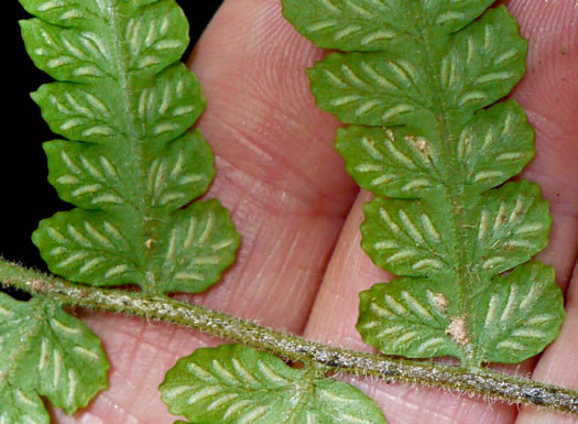 image of Deparia acrostichoides, Silvery Glade Fern, Silvery Spleenwort