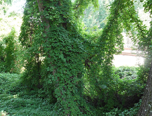 image of Akebia quinata, Five-leaf Akebia, Chocolate-vine