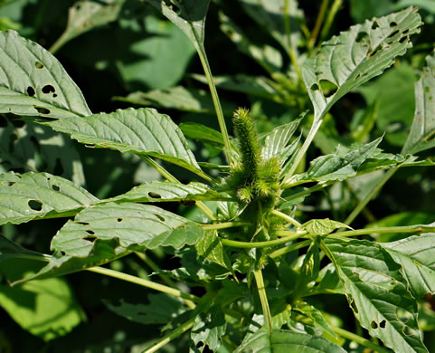 image of Amaranthus hybridus ssp. hybridus, Smooth Pigweed, Smooth Amaranth, Green Amaranth, Slim Amaranth