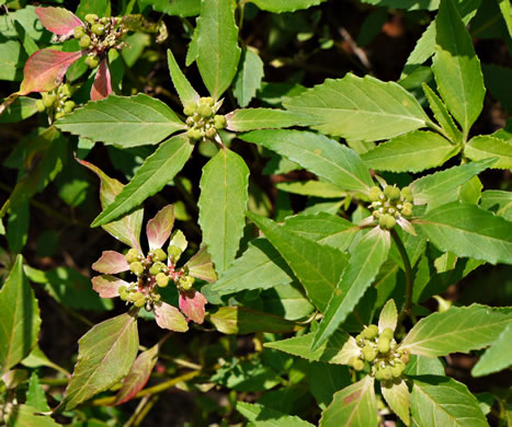 image of Euphorbia dentata, Painted Leaf, Wild Poinsettia, Green Poinsettia, Toothed Spurge