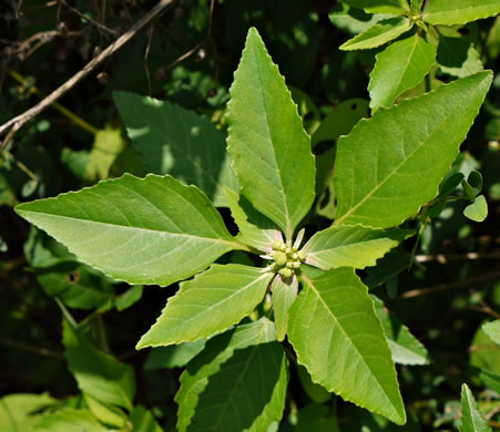 image of Euphorbia dentata, Painted Leaf, Wild Poinsettia, Green Poinsettia, Toothed Spurge