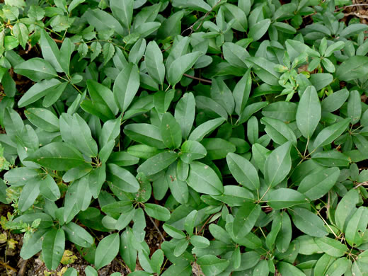 image of Akebia quinata, Five-leaf Akebia, Chocolate-vine