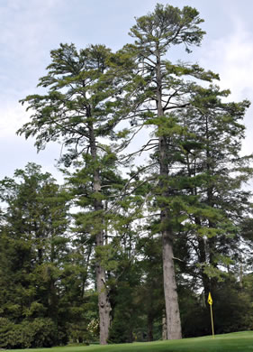 image of Pinus strobus, Eastern White Pine