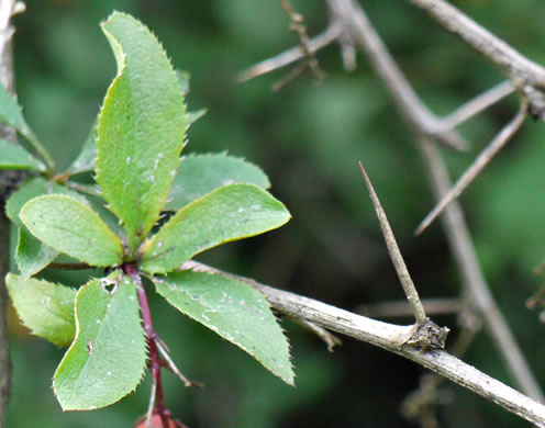 image of Berberis vulgaris, European Barberry, Common Barberry