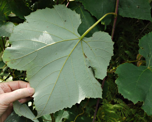 Vitis aestivalis var. bicolor, Silverleaf Grape