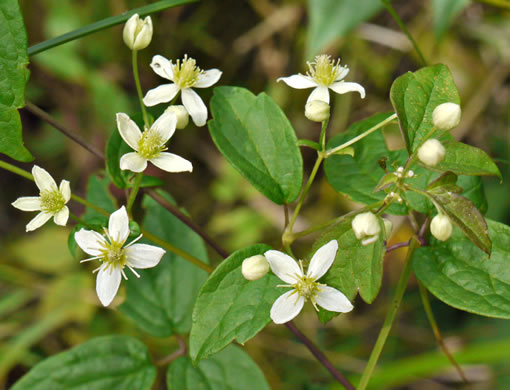 image of Clematis virginiana, Virgin's Bower