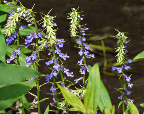 image of Lobelia puberula, Downy Lobelia, Hairy Lobelia