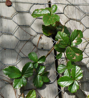 leaf or frond of Rubus hispidus, Swamp Dewberry
