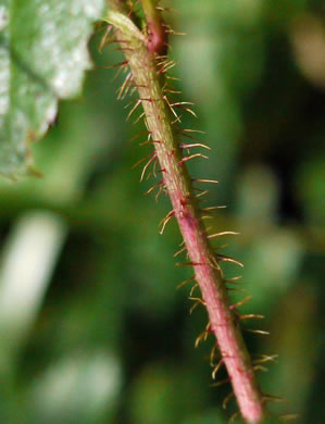 sepals or bracts of Rubus hispidus, Swamp Dewberry