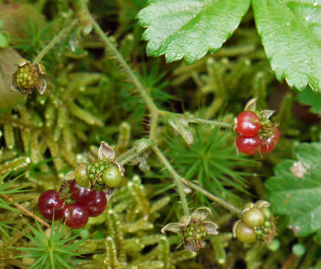 image of Rubus hispidus, Swamp Dewberry, Bristly Dewberry