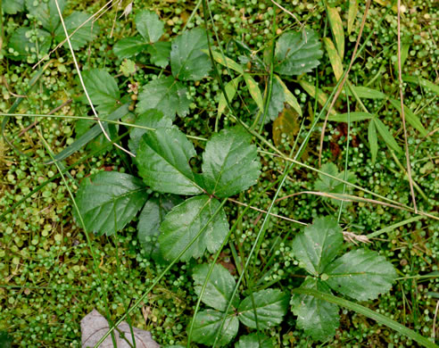 image of Rubus hispidus, Swamp Dewberry, Bristly Dewberry