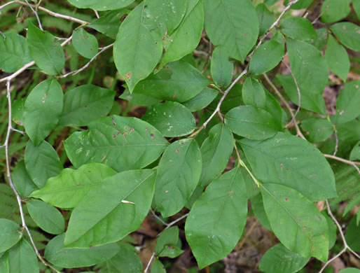 image of Lyonia ligustrina var. ligustrina, Northern Maleberry, He-huckleberry