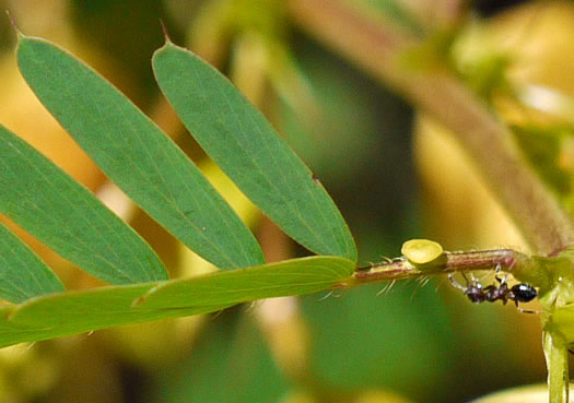 image of Chamaecrista fasciculata var. fasciculata, Common Partridge-pea, Showy Partridge Pea