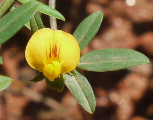 Stylosanthes biflora, Pencil-flower, Sidebeak Pencil-flower