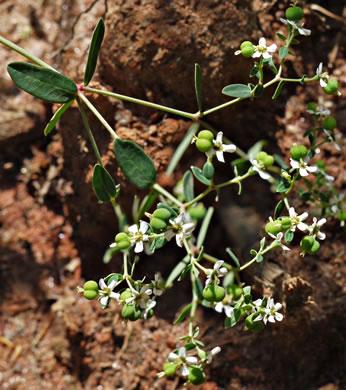 image of Euphorbia pubentissima, False Flowering Spurge, Southeastern Flowering Spurge, Southern Flowering Spurge