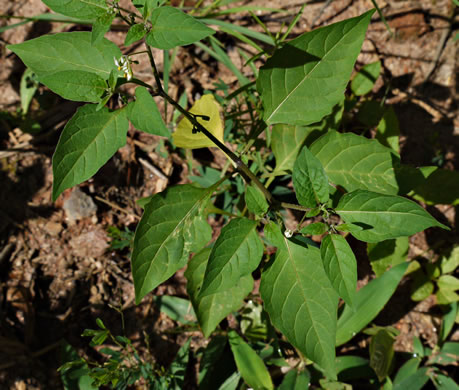 leaf or frond of Solanum emulans, Eastern Black Nightshade