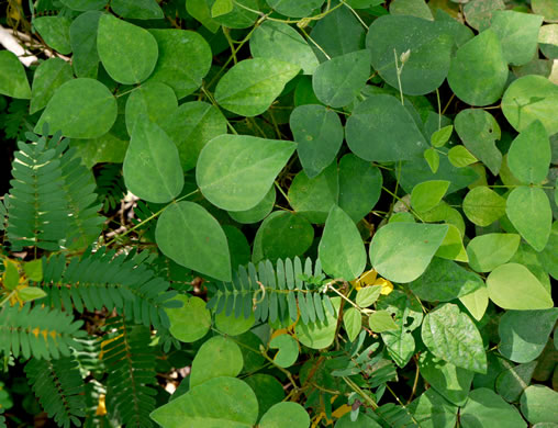 image of Amphicarpaea bracteata +, American Hog-peanut