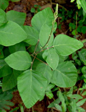 image of Desmodium viridiflorum, Velvety Tick-trefoil, Velvety Tick-clover