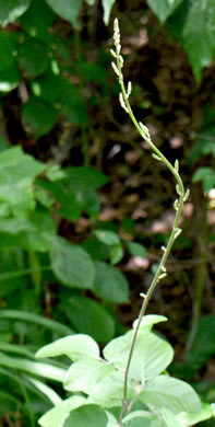 image of Desmodium viridiflorum, Velvety Tick-trefoil, Velvety Tick-clover