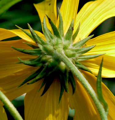 Helianthus tuberosus, Jerusalem Artichoke