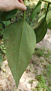 image of Helianthus tuberosus, Jerusalem Artichoke