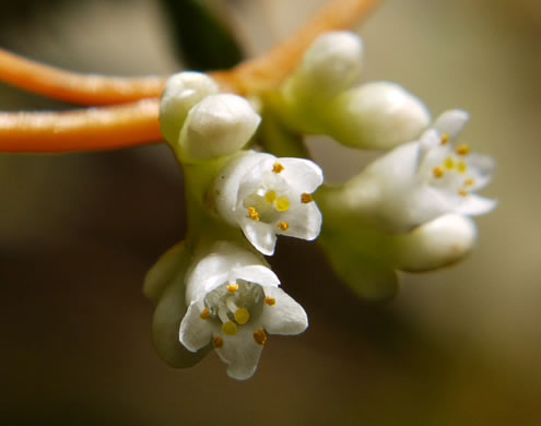 image of Cuscuta gronovii, Common Dodder, Swamp Dodder