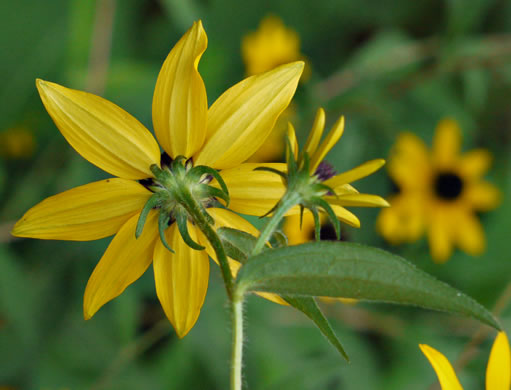 image of Rudbeckia triloba var. triloba, Common Three-lobed Coneflower, Brown-eyed Susan, Thin-Leaved Coneflower