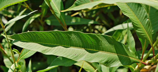 image of Persicaria lapathifolia, Dockleaf Smartweed, Willow-weed, Pale Smartweed