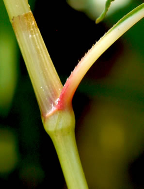 Persicaria pensylvanica, Pennsylvania Smartweed, Pinkweed, Common Smartweed