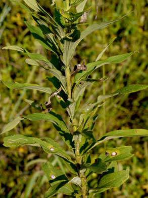 image of Solidago altissima var. altissima, Tall Goldenrod, Field Goldenrod, Common Goldenrod
