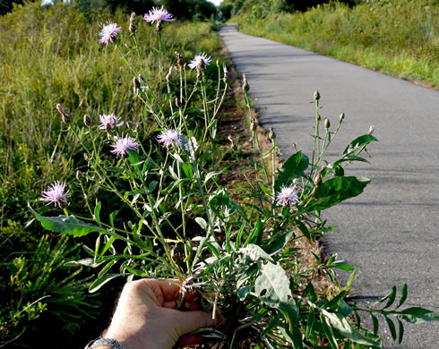 image of Centaurea stoebe ssp. micranthos, Spotted Knapweed, Bushy Knapweed