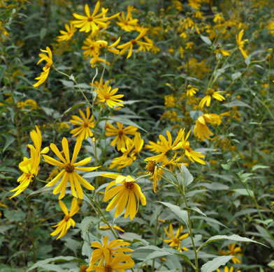 image of Helianthus tuberosus, Jerusalem Artichoke