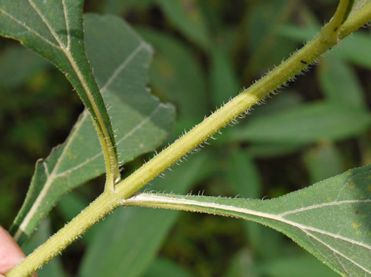 image of Helianthus tuberosus, Jerusalem Artichoke