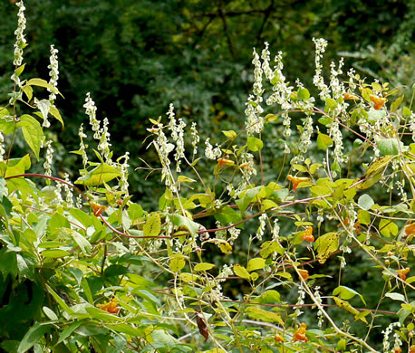 image of Fallopia scandens, Common Climbing Buckwheat