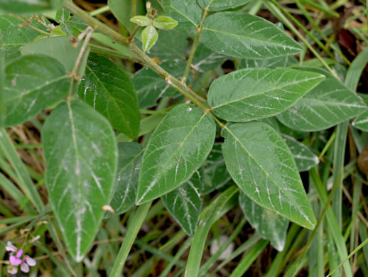 image of Desmodium nuttallii, Nuttall's Tick-trefoil