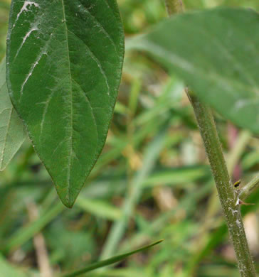 image of Desmodium nuttallii, Nuttall's Tick-trefoil