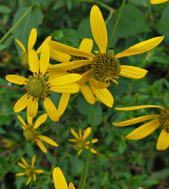 image of Rudbeckia laciniata var. humilis, Blue Ridge Cutleaf Coneflower