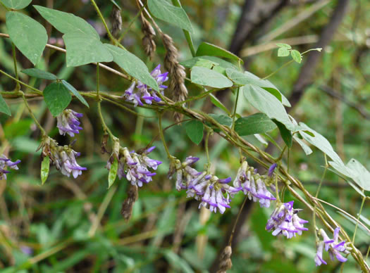 image of Amphicarpaea bracteata +, American Hog-peanut