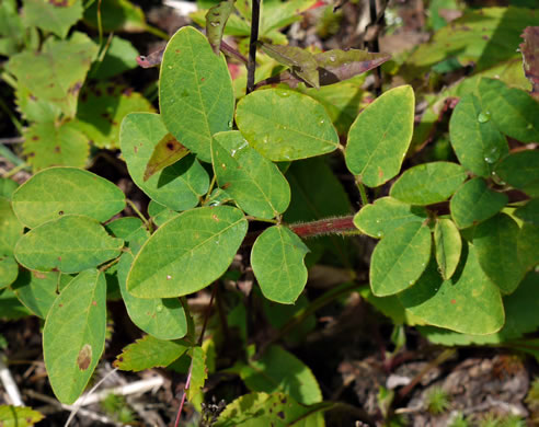 image of Desmodium ciliare, Hairy Small-leaf Tick-trefoil, Littleleaf Tick-trefoil