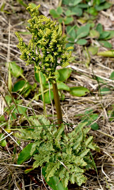 image of Sceptridium dissectum, Cutleaf Grapefern, Dissected Grapefern